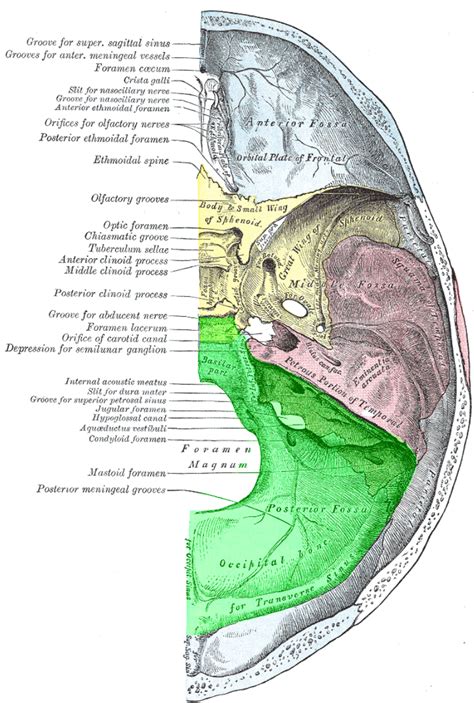 cranial fossa|cranial fossa wikipedia.